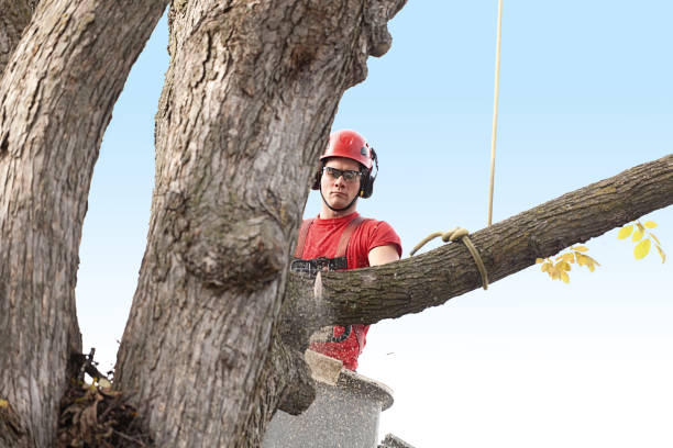 Trusted Bellevue, IA Tree Care Experts